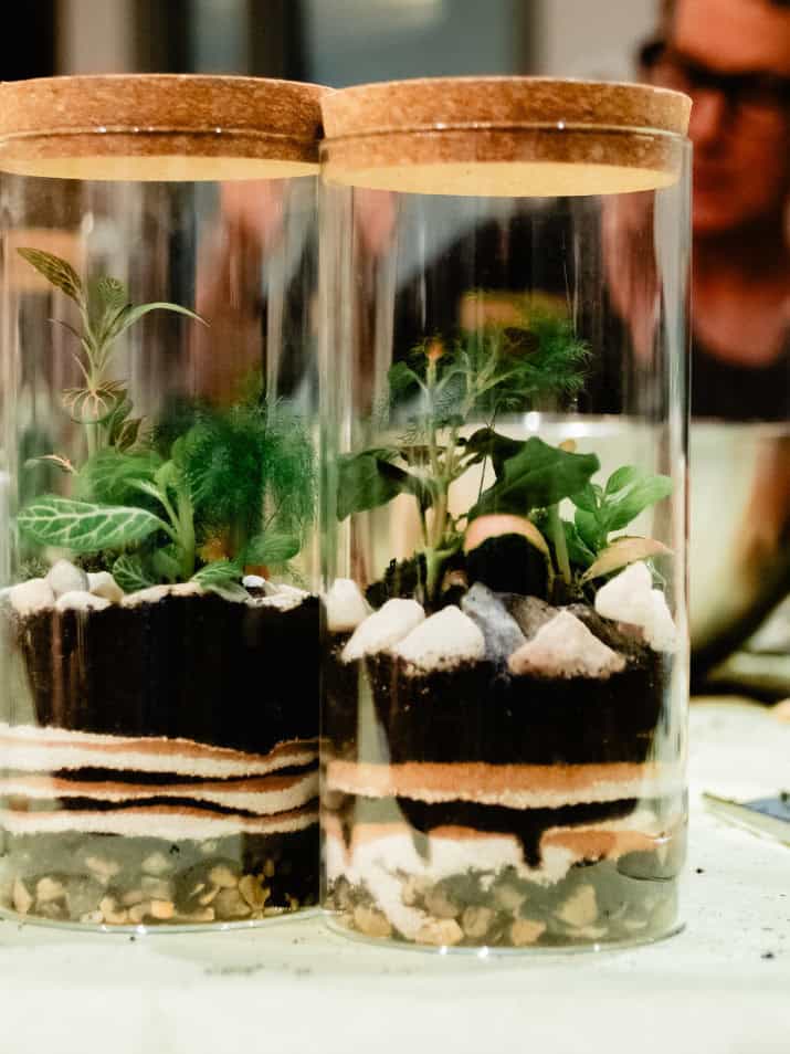 Two glass jars containing dirt and greenery, part of a team-building terrarium workshop.